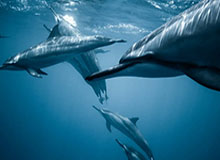 开云官网APP：开启你的全场景智能生活